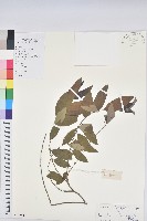 藏品(刺杜密)的圖片