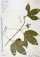 藏品(西番蓮、百香果)的圖片