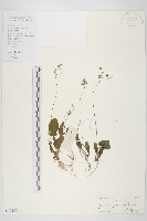 藏品(黃鵪菜)的圖片