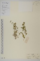 藏品(繁縷)的圖片