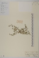 藏品(石胡荽、吐金草)的圖片