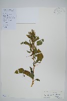 藏品(野莧菜)的圖片