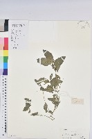 藏品(鐵莧菜)的圖片