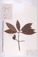 藏品(冬桃)的圖片