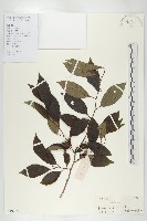 藏品(延平柿)的圖片