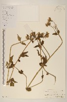 藏品(貓腥草)的圖片