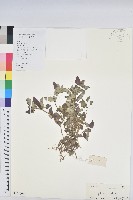 藏品(乳仔草)的圖片