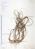 藏品(無根草)的圖片