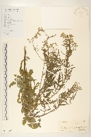 藏品(銀膠菊)的圖片