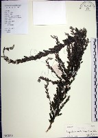 藏品(鐵掃帚、千里光)的圖片