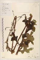 藏品(鵝仔草)的圖片