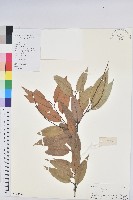 藏品(火燒柯、栲樹)的圖片