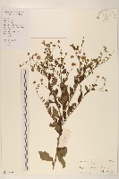 藏品(雞兒腸)的圖片