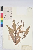 藏品(水仙柯)的圖片