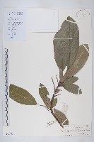 藏品(牛耳楓)的圖片