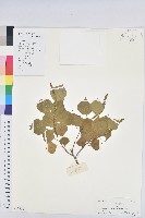 藏品(烏臼)的圖片