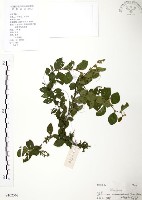 藏品(馬甲子)的圖片