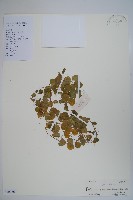 藏品(普剌特草)的圖片