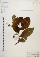 藏品(天料木)的圖片