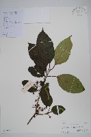 藏品(硬齒獼猴桃)的圖片