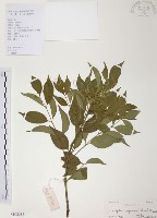 藏品(灰色木藍)的圖片