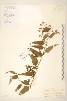 藏品(蔓黃菀)的圖片