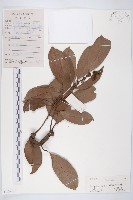 藏品(光葉丁公藤)的圖片