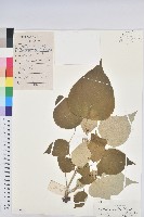 藏品(白背葉)的圖片