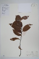 藏品(光葉紫玉盤)的圖片