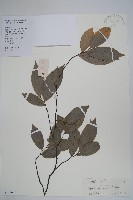 藏品(嘉陵花)的圖片