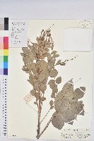 藏品(珠子木)的圖片