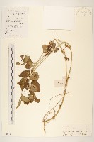 藏品(金腰箭)的圖片