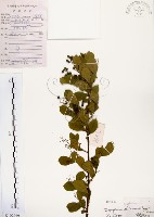 藏品(灰木)的圖片