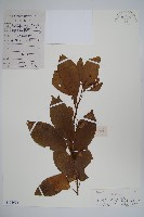 藏品(厚殼樹)的圖片