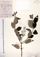 藏品(三葉蔓荊)的圖片