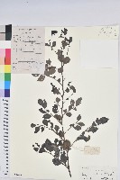 藏品(黑面神)的圖片