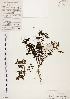 藏品(馬齒莧)的圖片