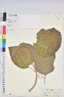 藏品(白桐樹)的圖片