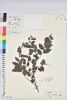 藏品(毛果巴豆)的圖片