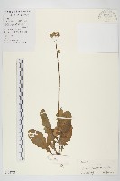 藏品(黃鵪菜)的圖片