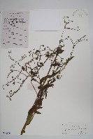 藏品(小花倒提壺)的圖片