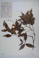 藏品(紅翅槭)的圖片