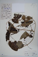 藏品(牛皮消)的圖片