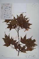 藏品(嶺南槭)的圖片