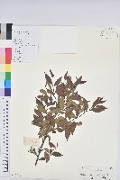 藏品(白背算盤子)的圖片