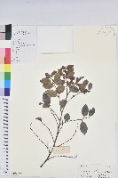 藏品(黑面神)的圖片