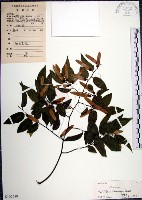 藏品(光果翼核木)的圖片