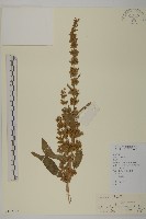 藏品(厚皮菜)的圖片