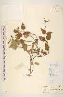 藏品(金鈕釦)的圖片