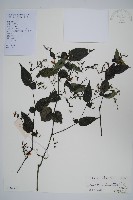 藏品(疏花馬藍)的圖片